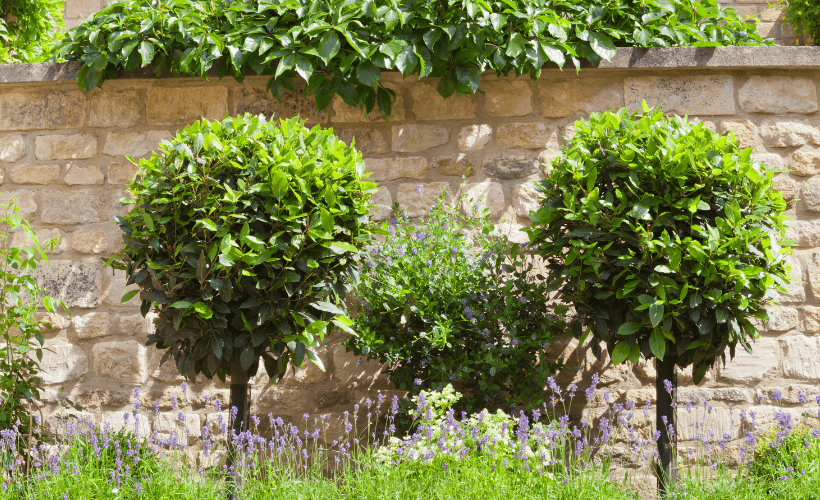 bay laurel topiary