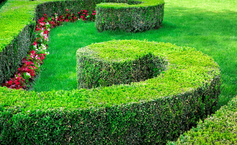 boxwood topiary