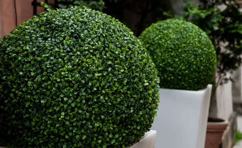 container topiary