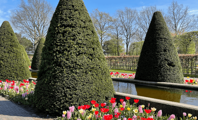 english yew topiary