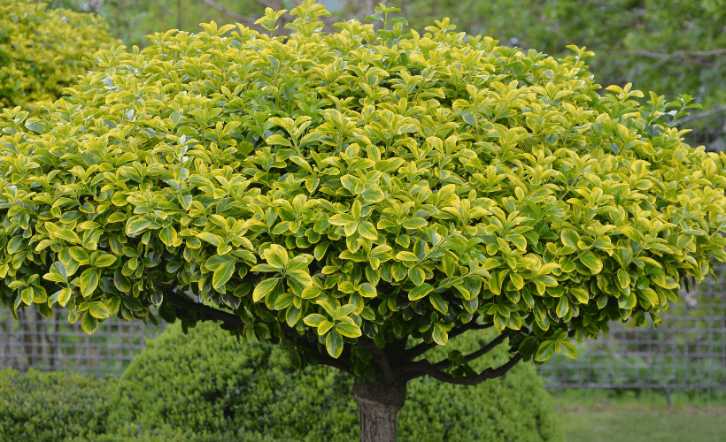euonymus topiary