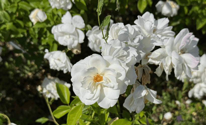 Floribunda roses