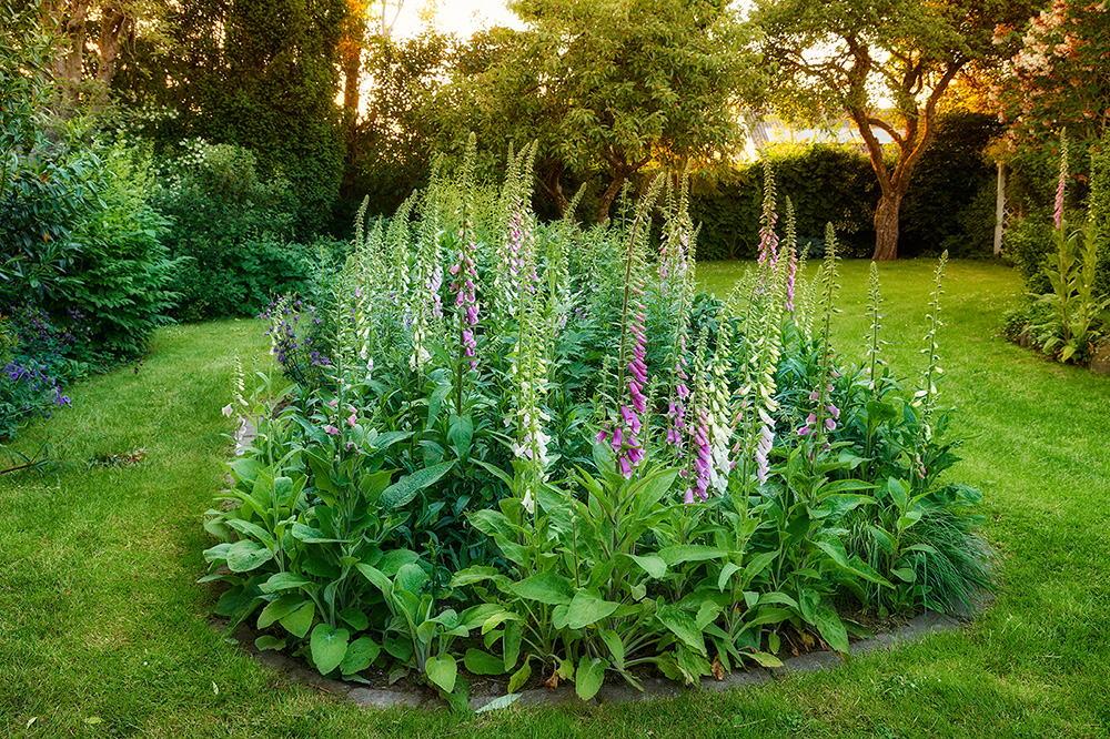 Foxgloves planted in garden