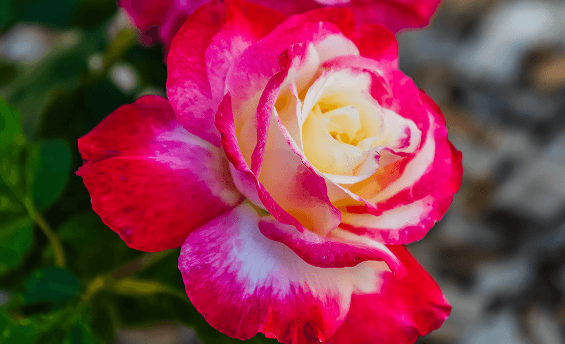 Grandiflora roses