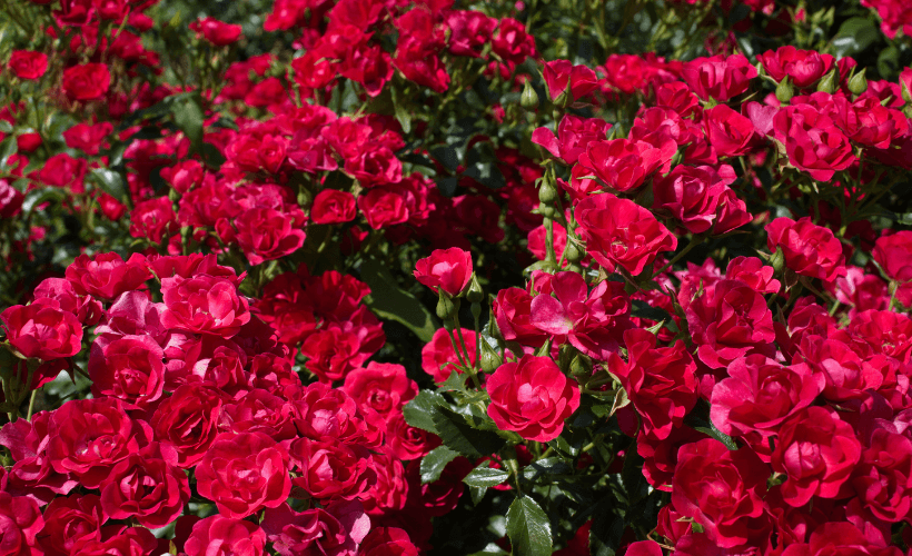 Groundcover roses