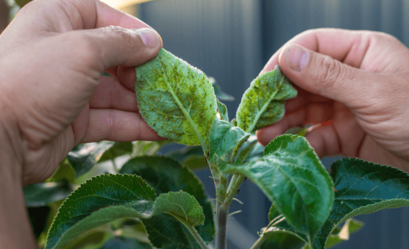 Diagnose specific plant symptoms