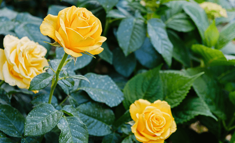 Hybrid tea roses