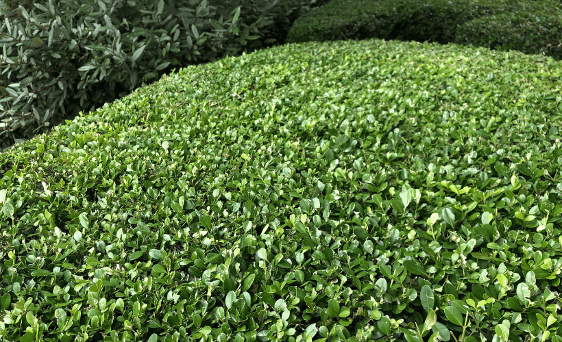 japenese holly topiary