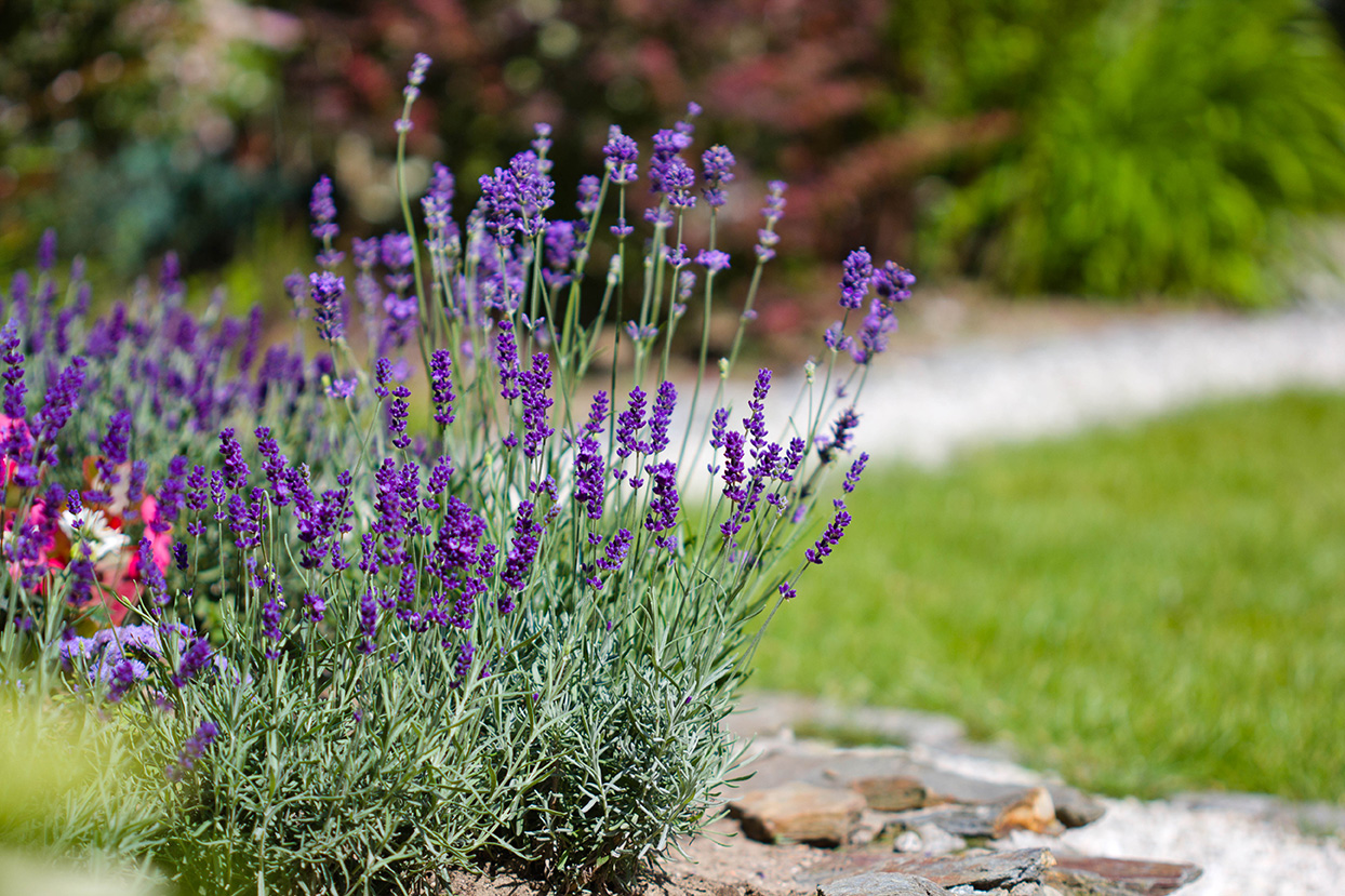 Lavender planted in a garden
