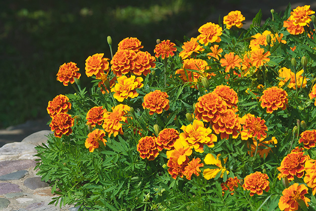 Marigolds planted in a garden