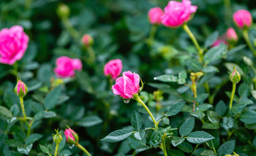 Miniature roses