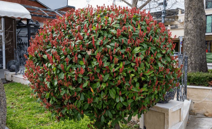 photinia topiary