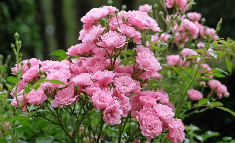 Rambling roses