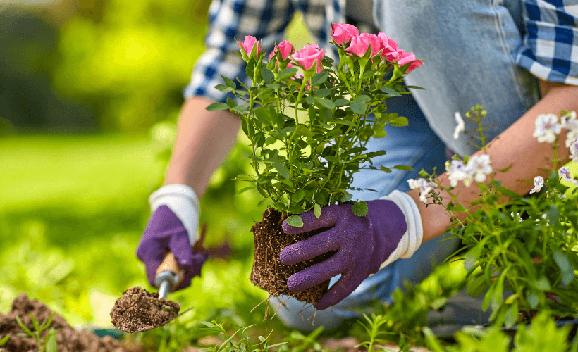 Rose gardener