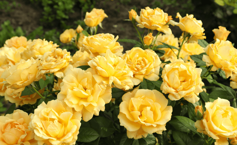 Shrub roses