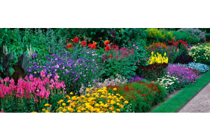 annual-vs-perennial--plants-differences-explained