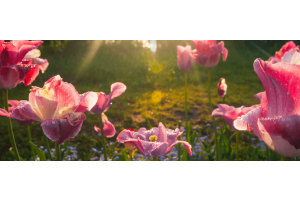 Gardening Jobs For May