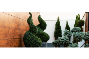 topiary-for-beginners