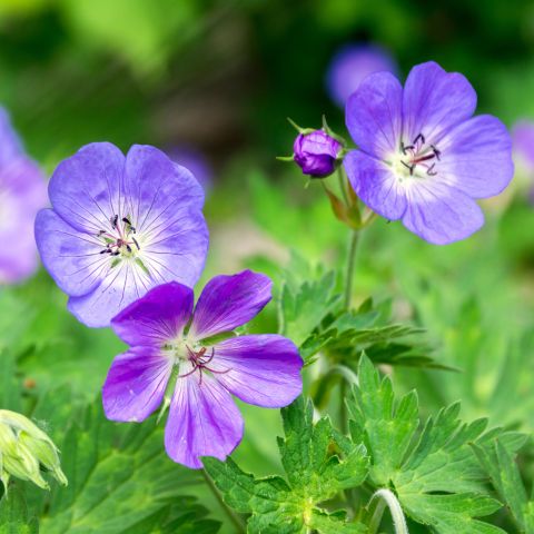 Geranium 'Femme Fatal'