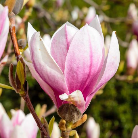 Magnolia x soulangeana hero