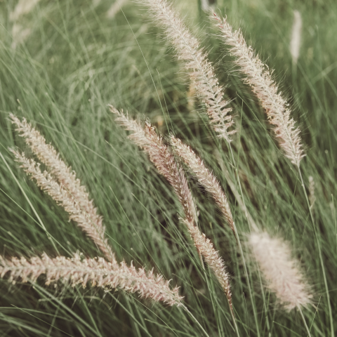 Pennisetum alop. 'Hameln' - 1L Pot shrub hero