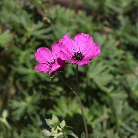 Geranium cin. 'Giuseppii'