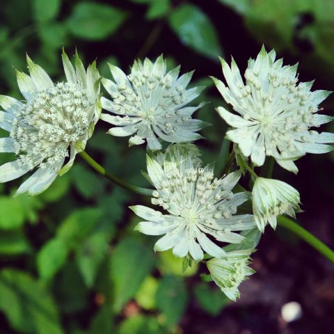 Astrantia major 'Shaggy'