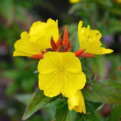 Oenothera fr. 'Fyrverkeri'