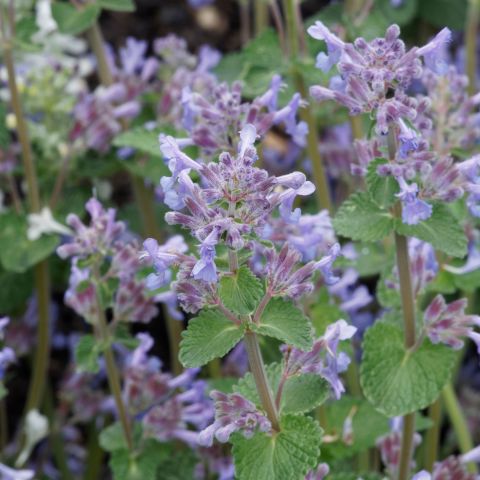 Nepeta faasenii 'Gletschereis'
