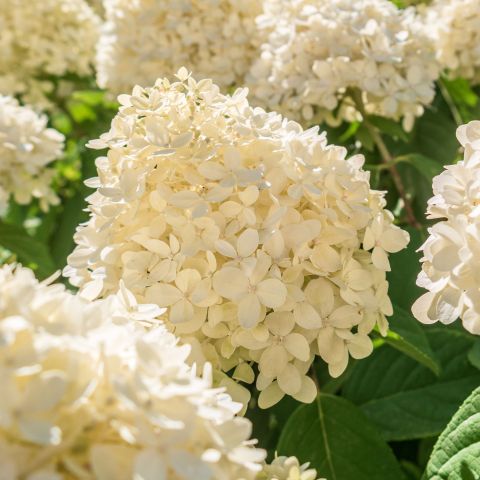 Hydrangea paniculata Polestar