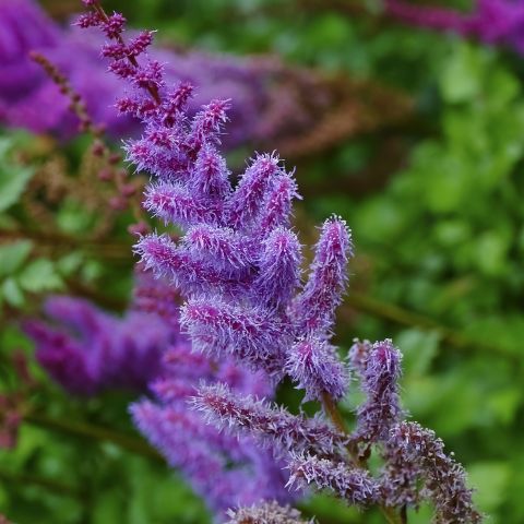 Astilbe chinensis 'Purpurkerze'