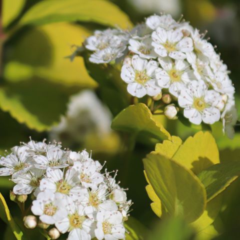 Spiraea betulifolia 'Thor'