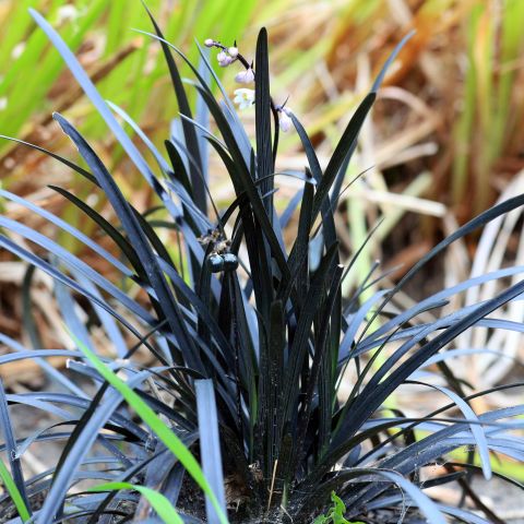 ophiopogon-plan.-'niger'-hero