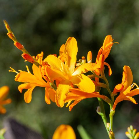 Crocosmia 'George Davidson'