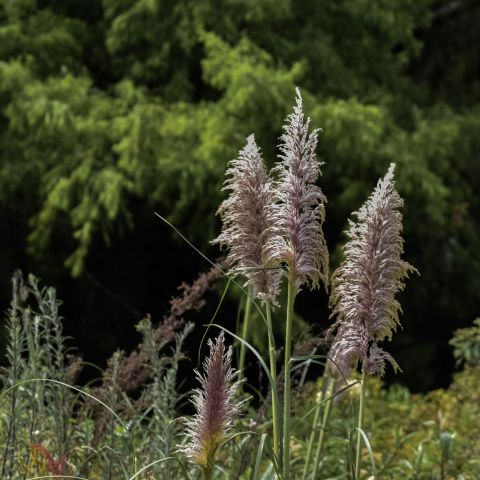Cortaderia Pink Feather