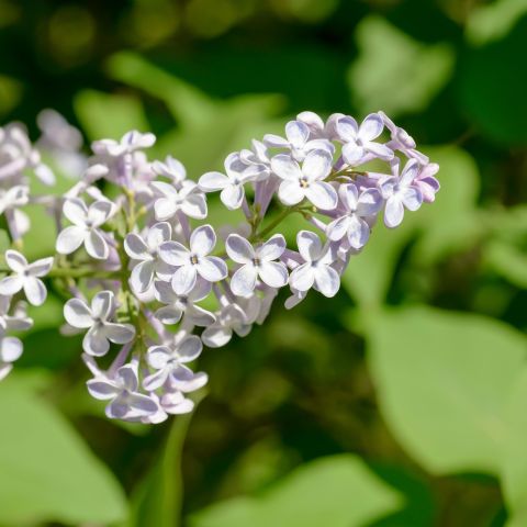 Syringa vulgaris 'Mme Lemoine'