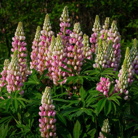 Lupinus Legendary Pink