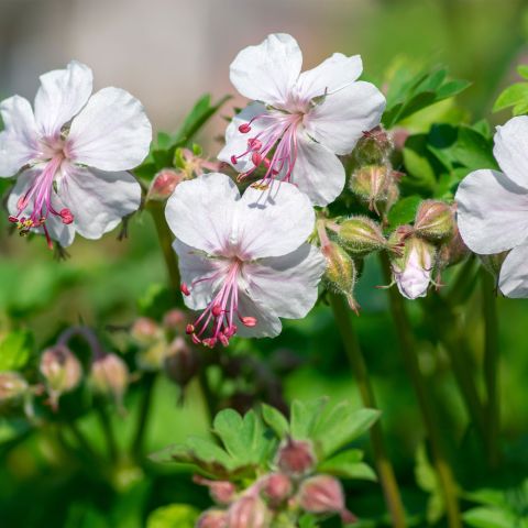 Geranium cant. 'Biokovo'
