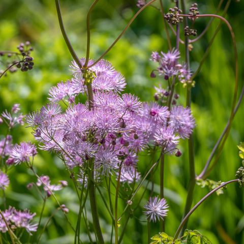 Thalictrum 'aquilegifolium'