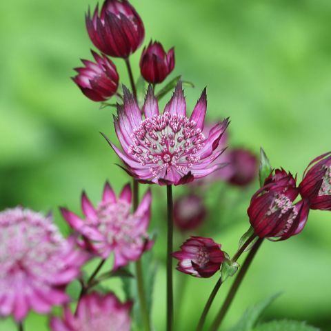 Astrantia maj. 'Ruby Star'