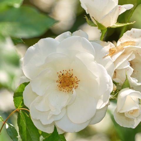 Rosa 'Flower Carpet White' Close Hero