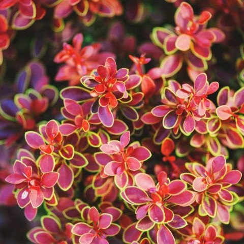 Berberis Thunbergii 'Admiration'(1)
