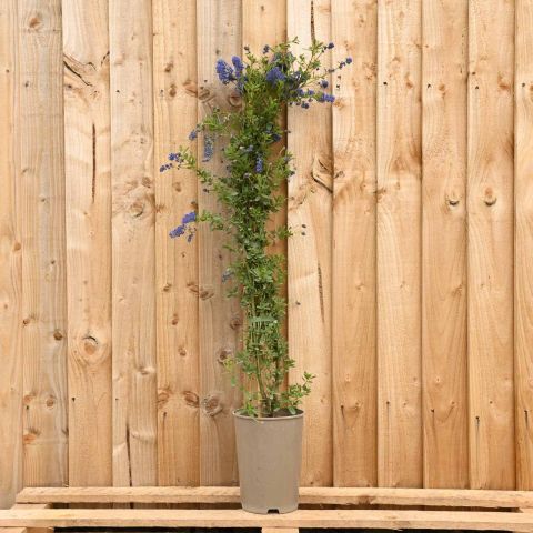 Ceanothus 'Italian Skies' - 10L Pot