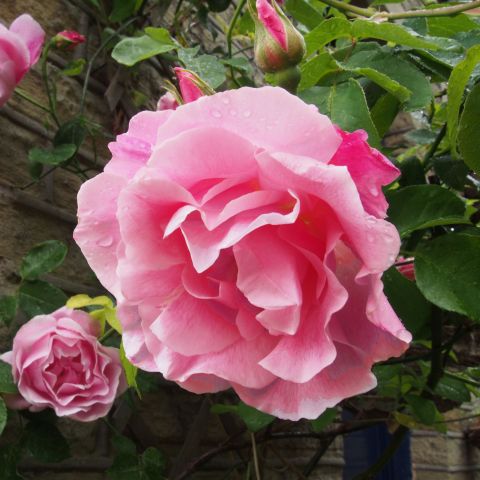 Climbing Rose Ozeana Bare Root Pack Of 2 Hero