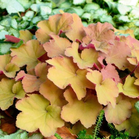 Heuchera Caramel Perennial Hero Close