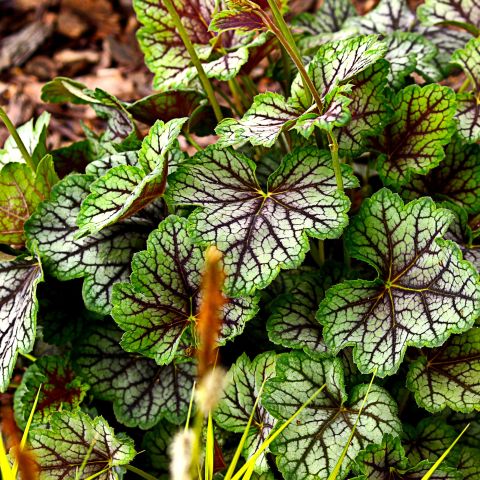 Heuchera Green Spice Perennial Hero Close