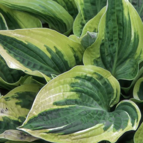 Hosta Wide Brim Perennial Hero