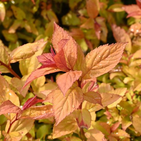 Spiraea Japonica 'Firelight' 3L Pot (1)