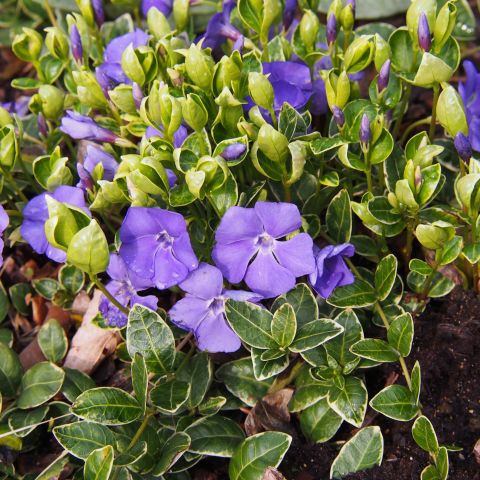 Vinca Minor Ralph Shugert Periwinkle Hero