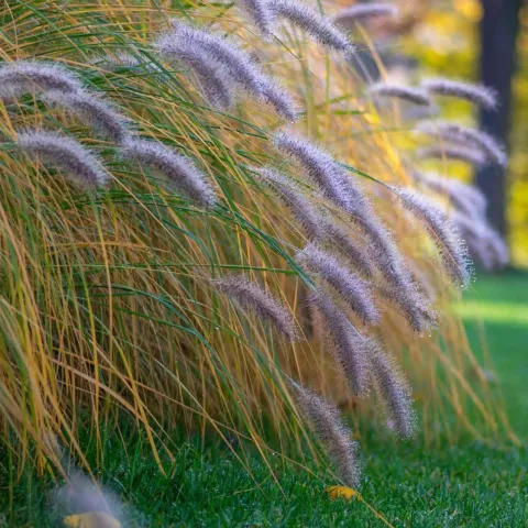 Green Chinese Fountain Grass Pennisetum alopecuroides var.viridescens 2L
Hero
